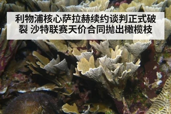 利物浦核心萨拉赫续约谈判正式破裂 沙特联赛天价合同抛出橄榄枝